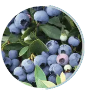bilberry neuro serge ingredients