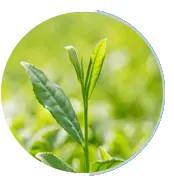 greentea neuro serge ingredients