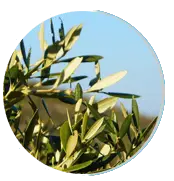 olive neuro serge ingredients